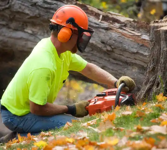 tree services Lewistown Heights